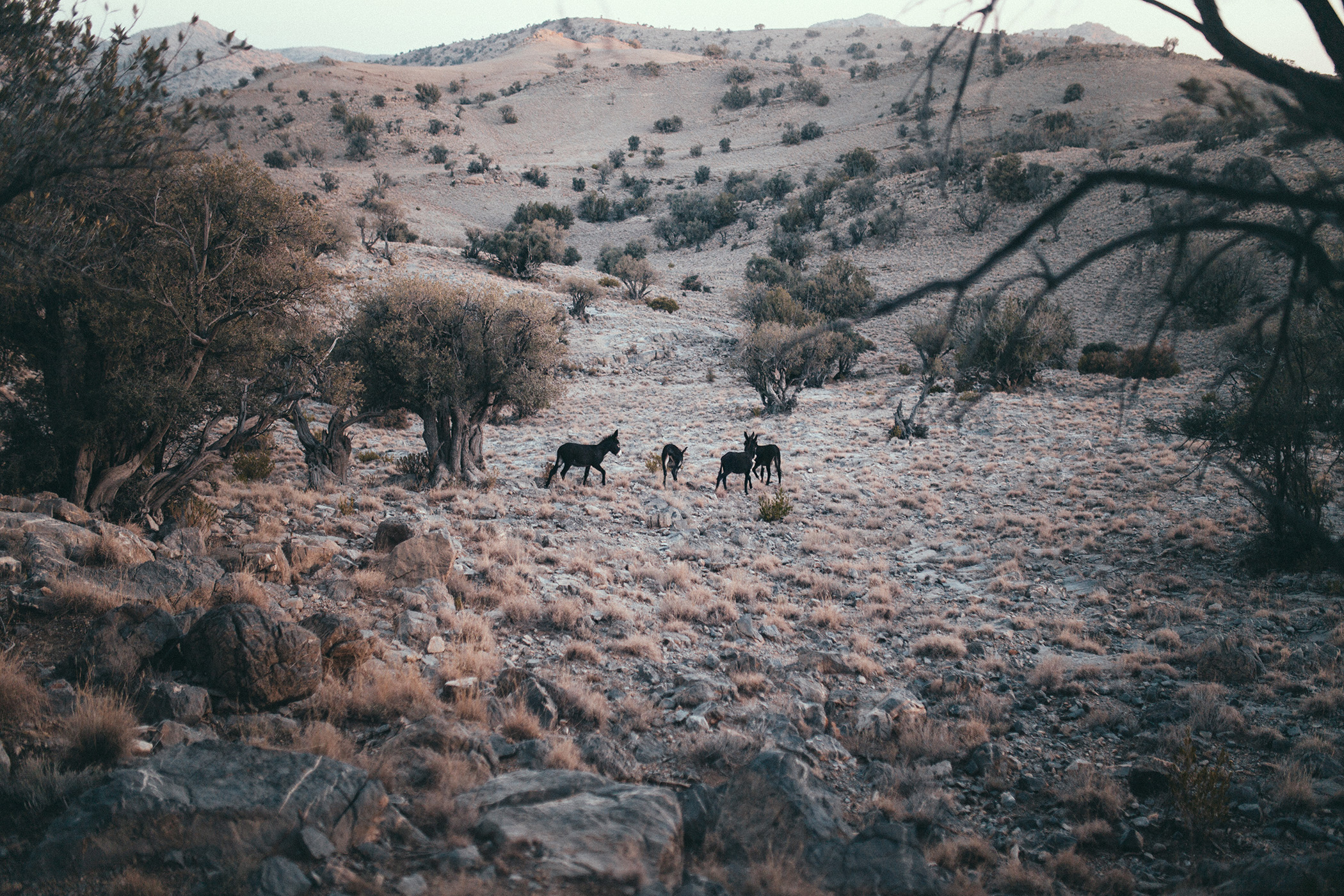 Dzikie osiołki, Jabal Akhdar, Oman